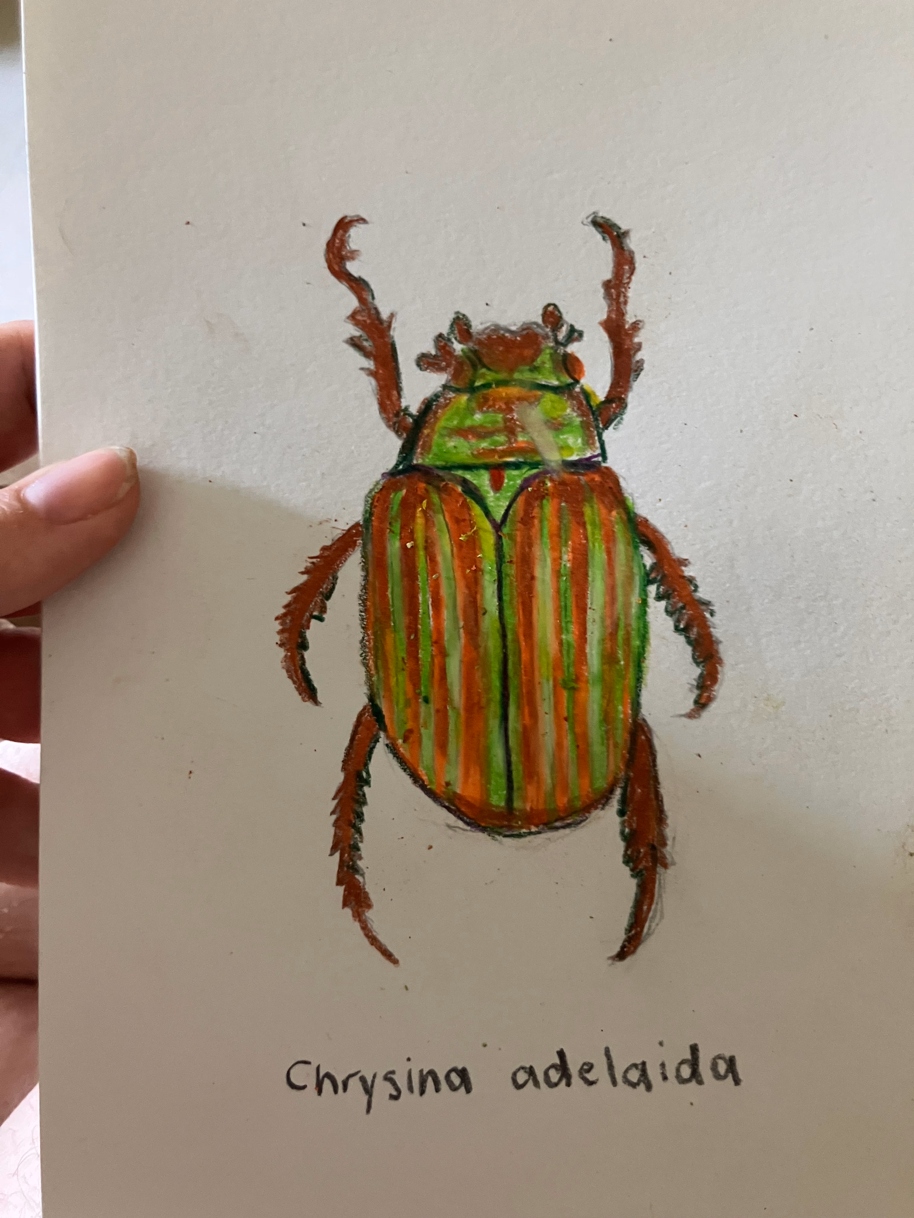 Chrysina Adelaida (image 1 of 5)
