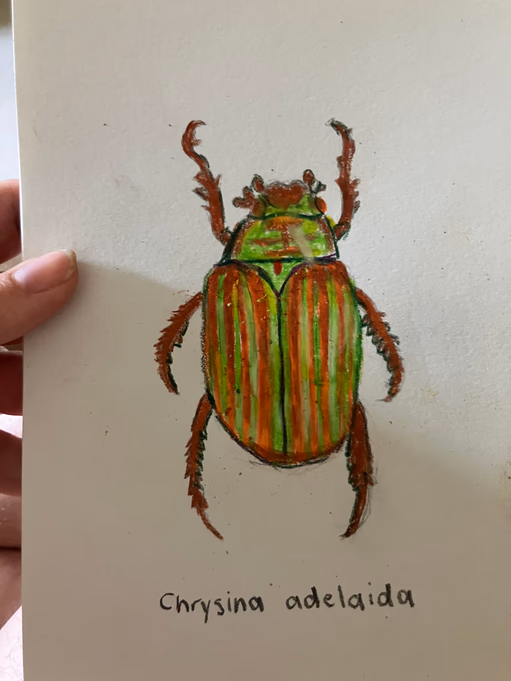 Chrysina Adelaida (image 1 of 5)