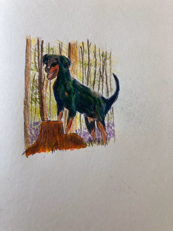 In the woods