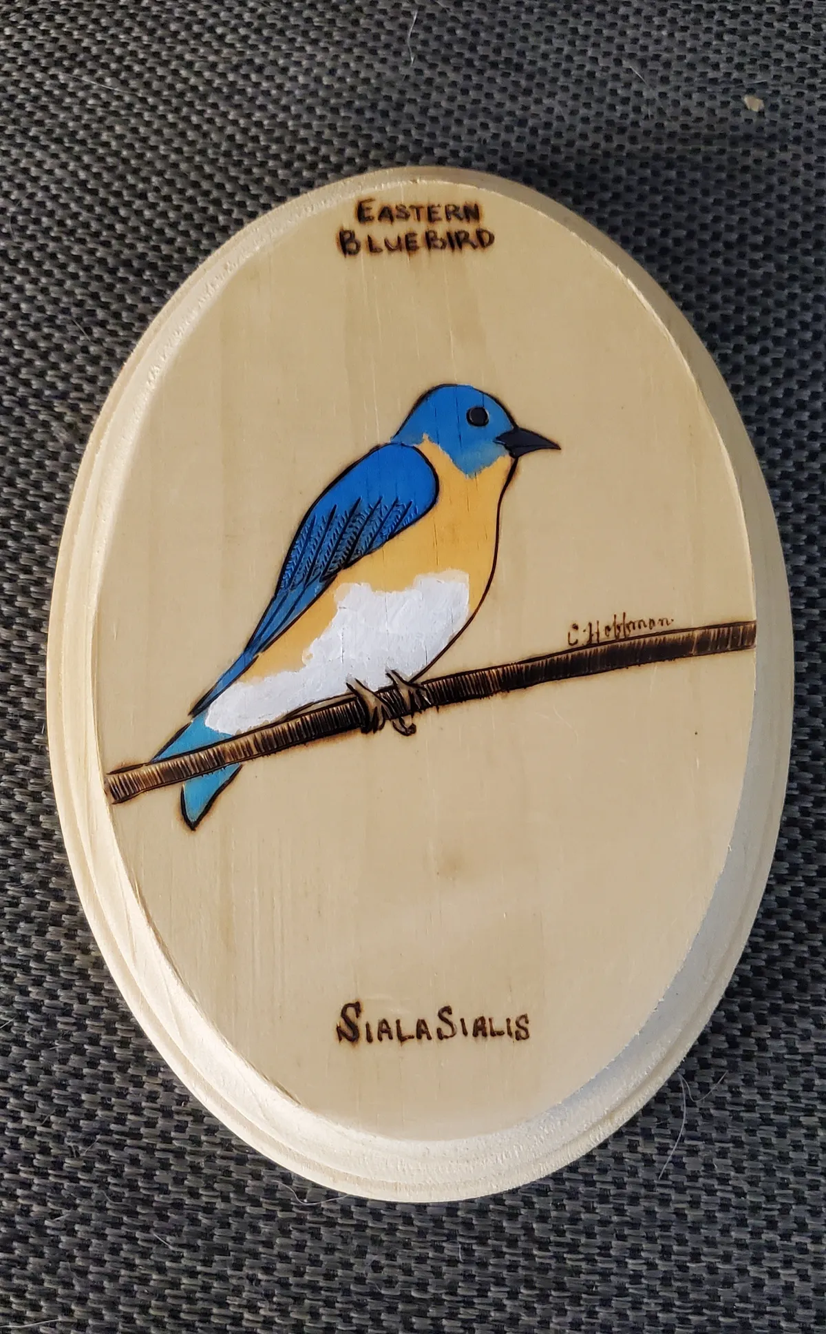 Eastern Bluebird