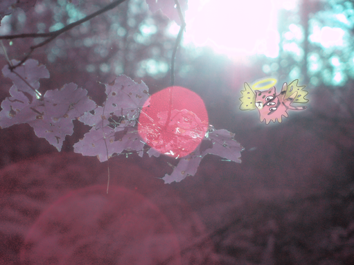 A Little Light (image 1 of 2)