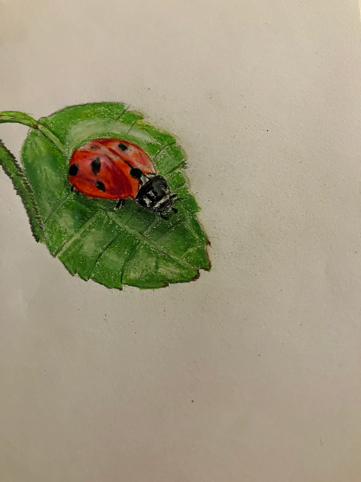 The Little Ladybug