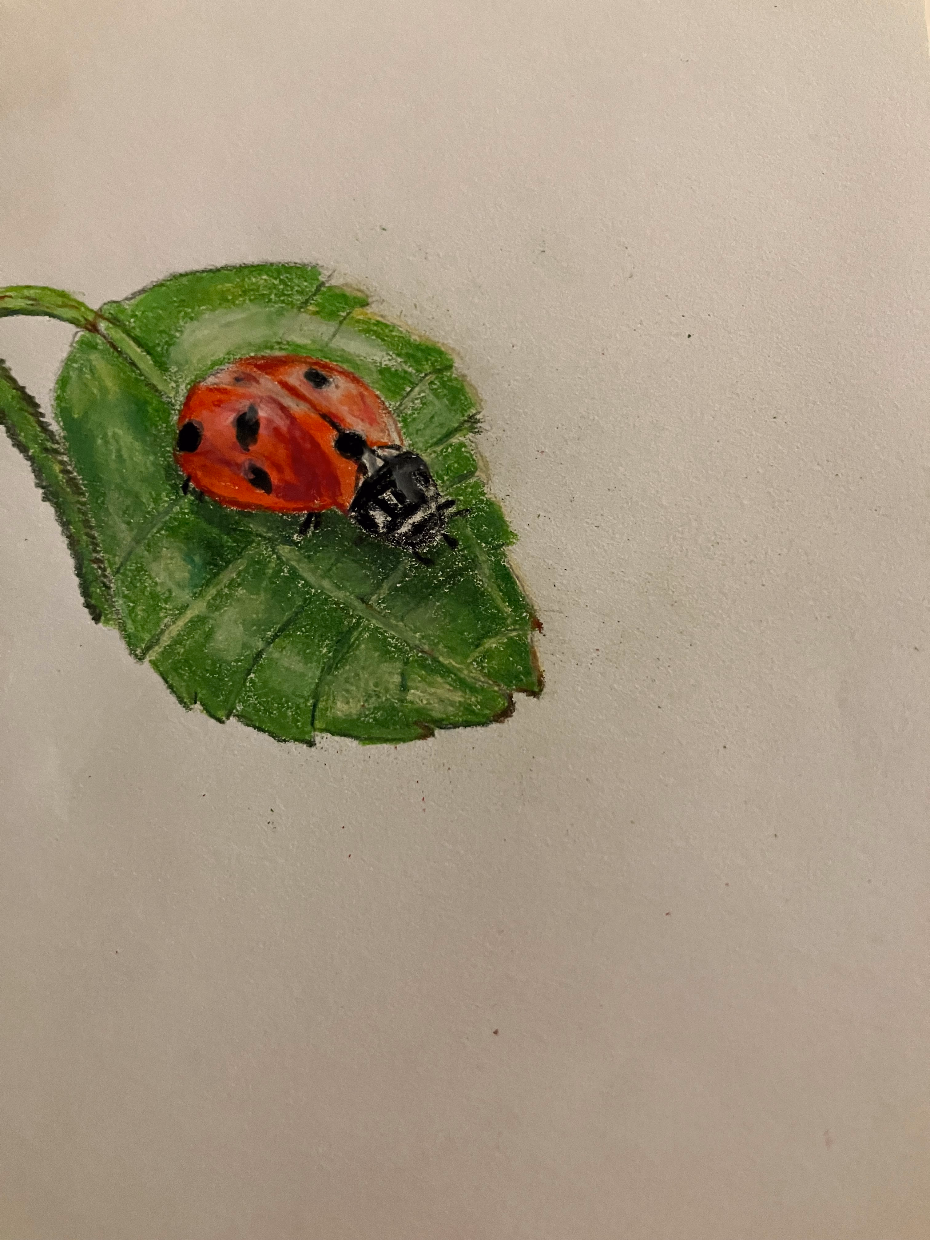 The Little Ladybug