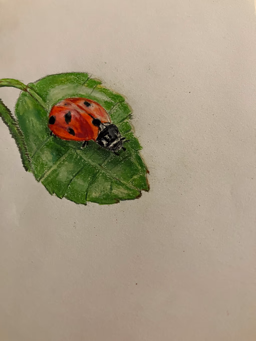 The Little Ladybug