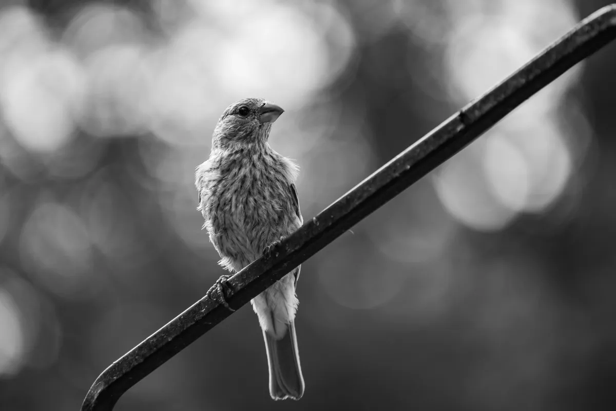 Onlooking