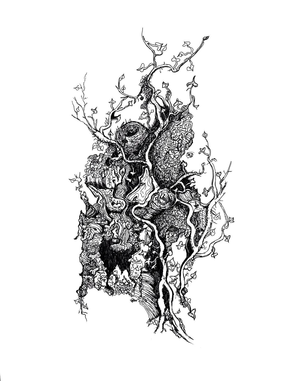 The Growth of Ivy