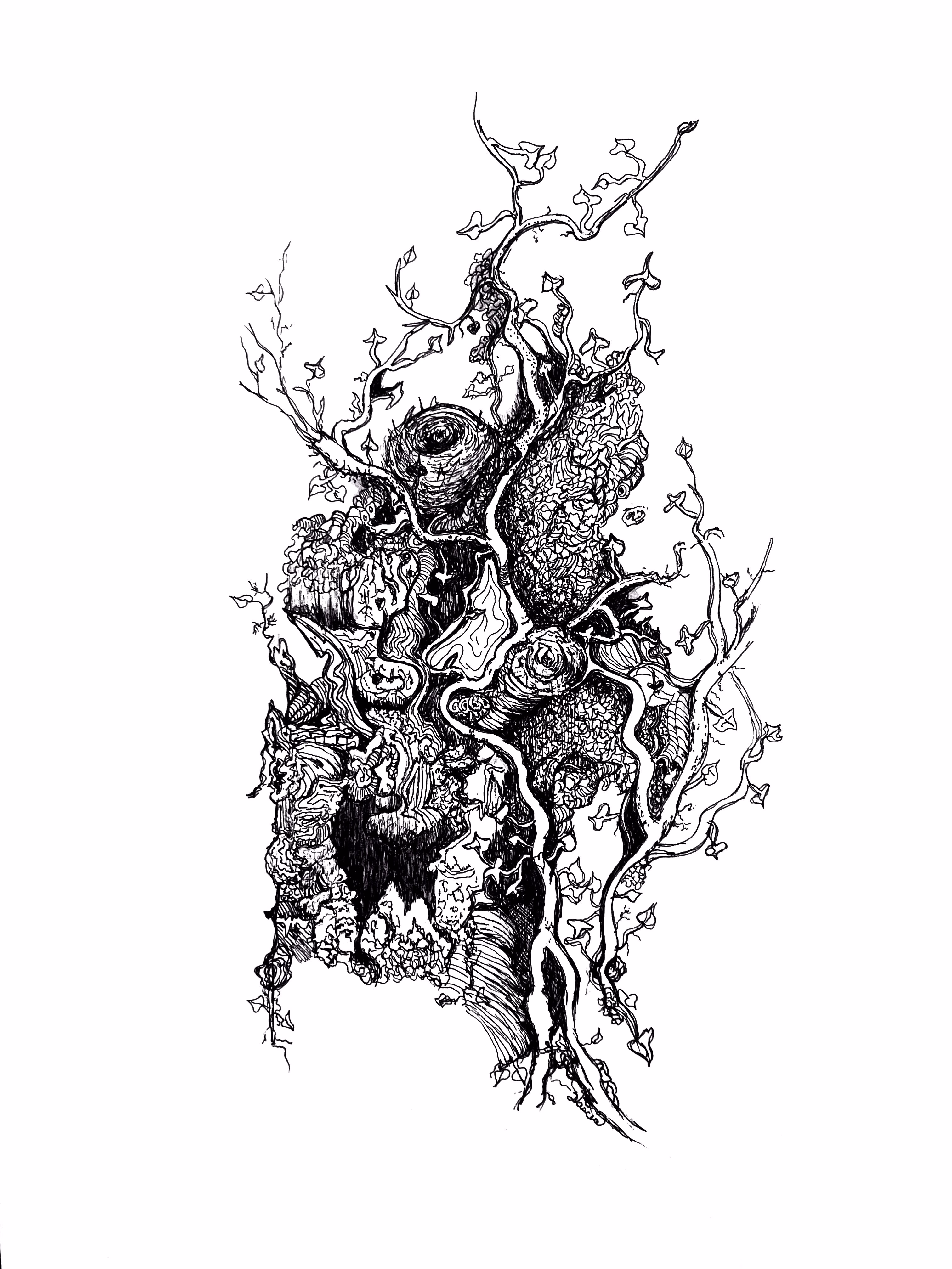 The Growth of Ivy