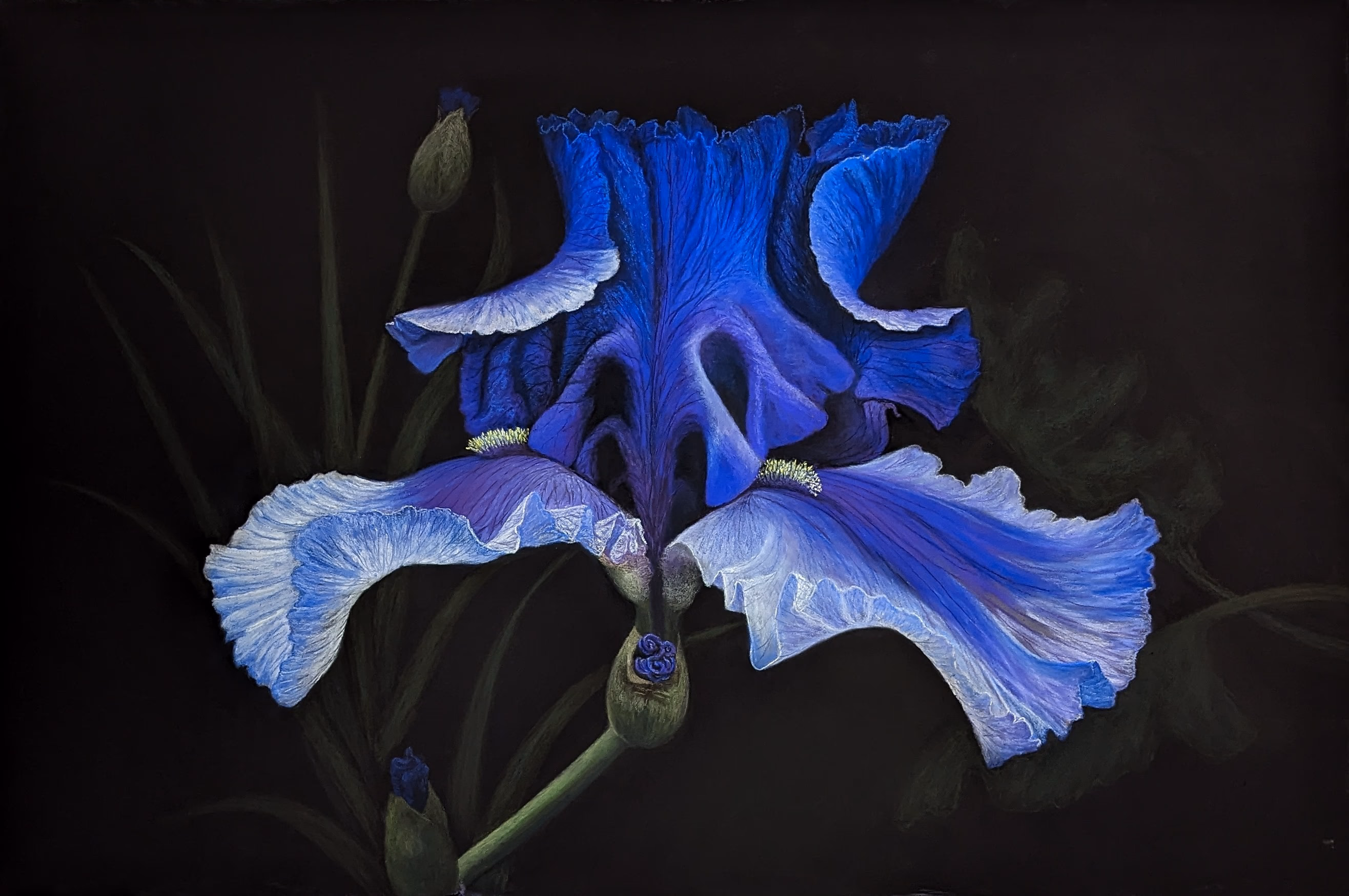 Fleur de Lys