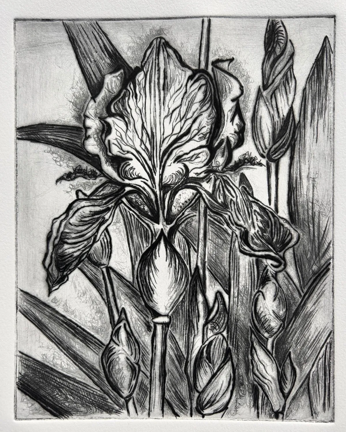 Iris