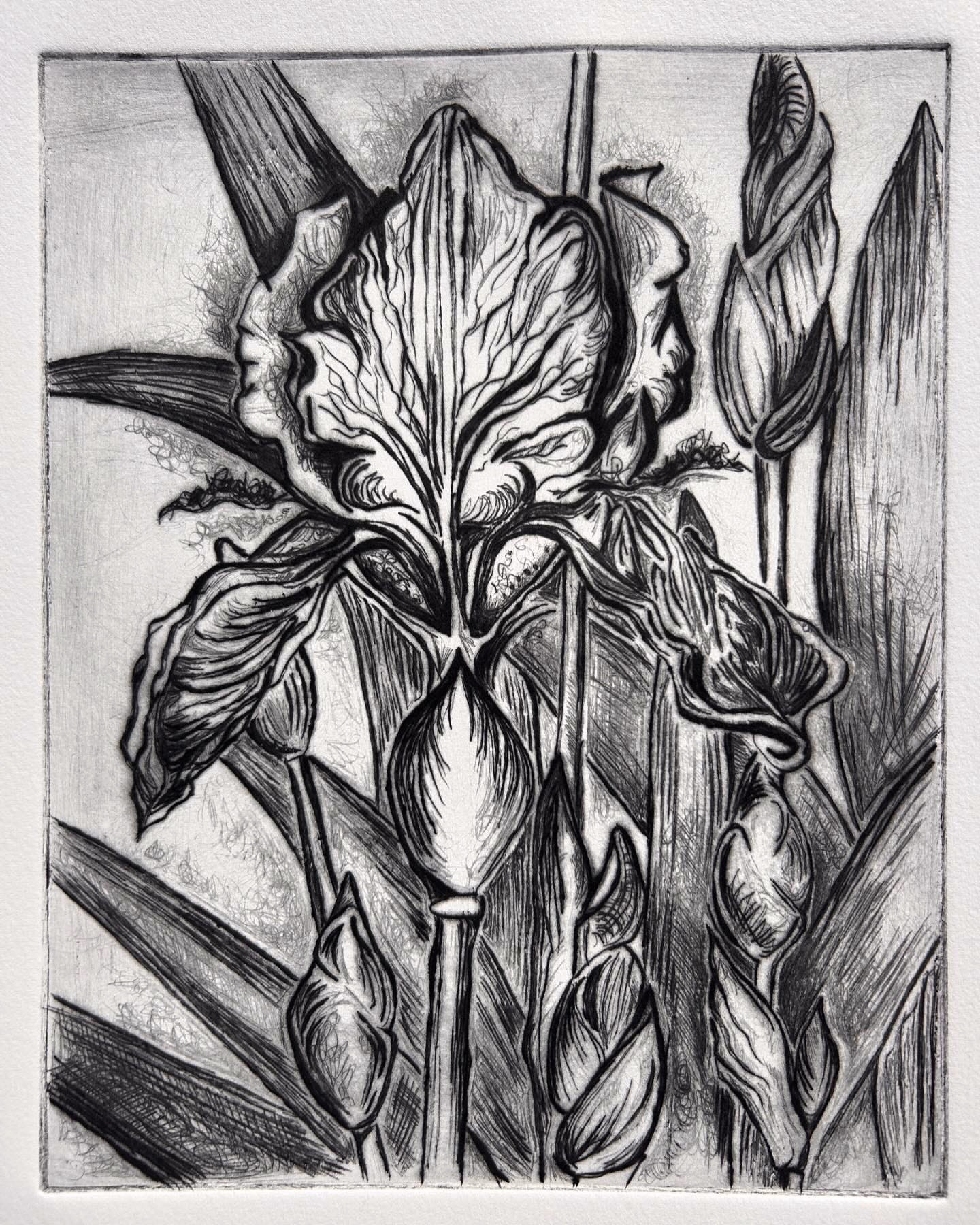 Iris