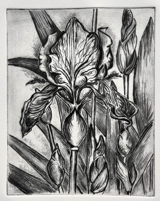 Iris