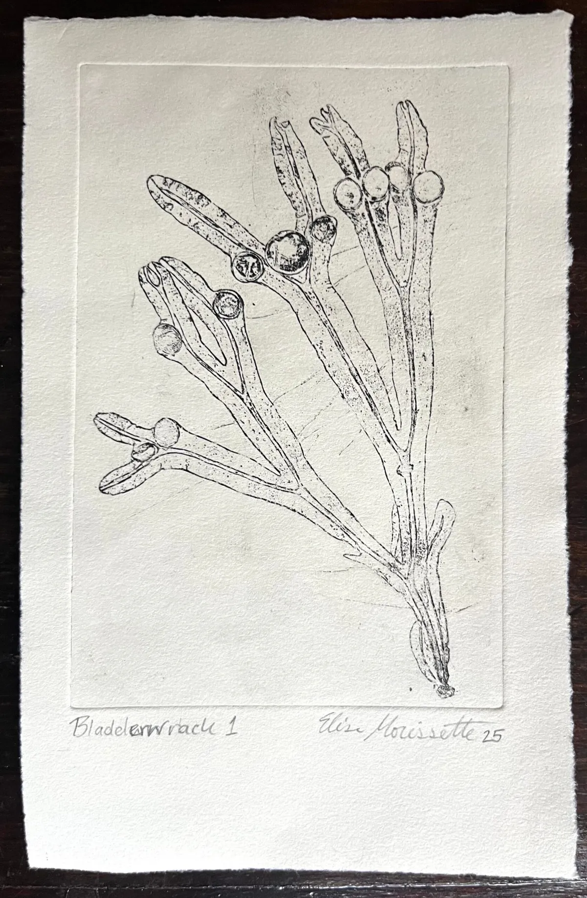 Bladderwrack 1