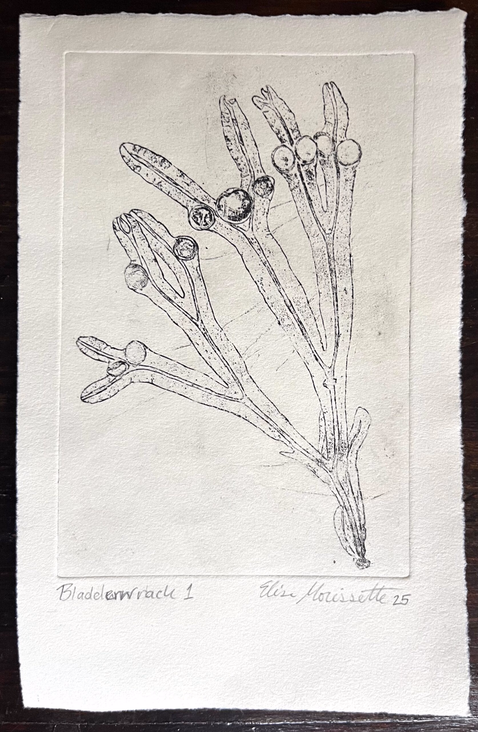 Bladderwrack 1