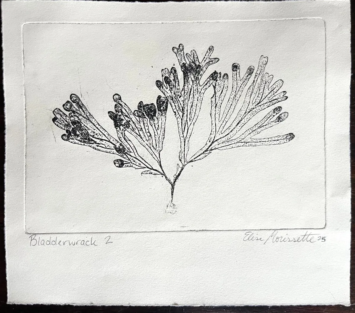 Bladderwrack 2