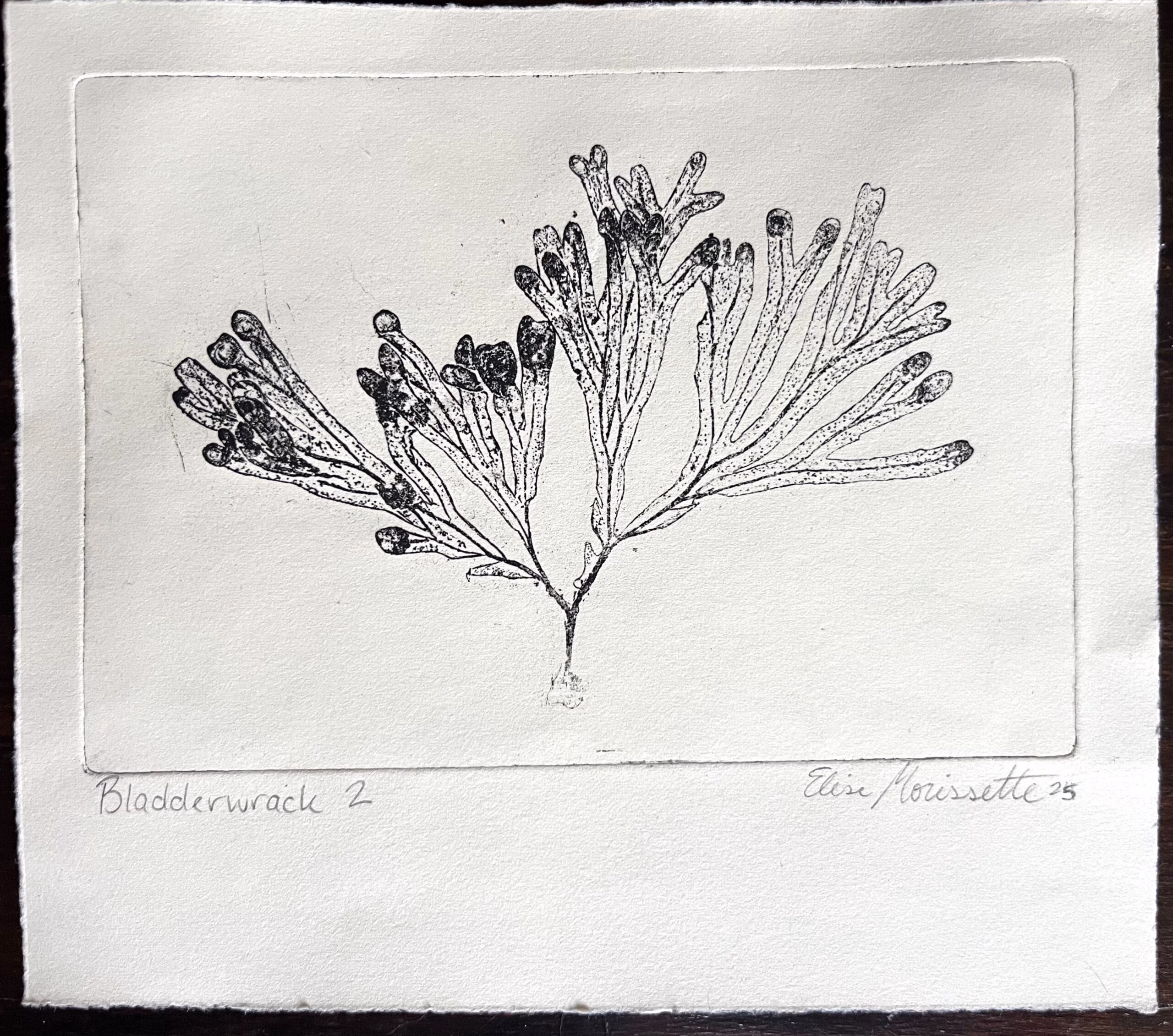 Bladderwrack 2