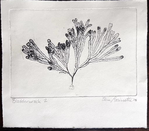 Bladderwrack 2