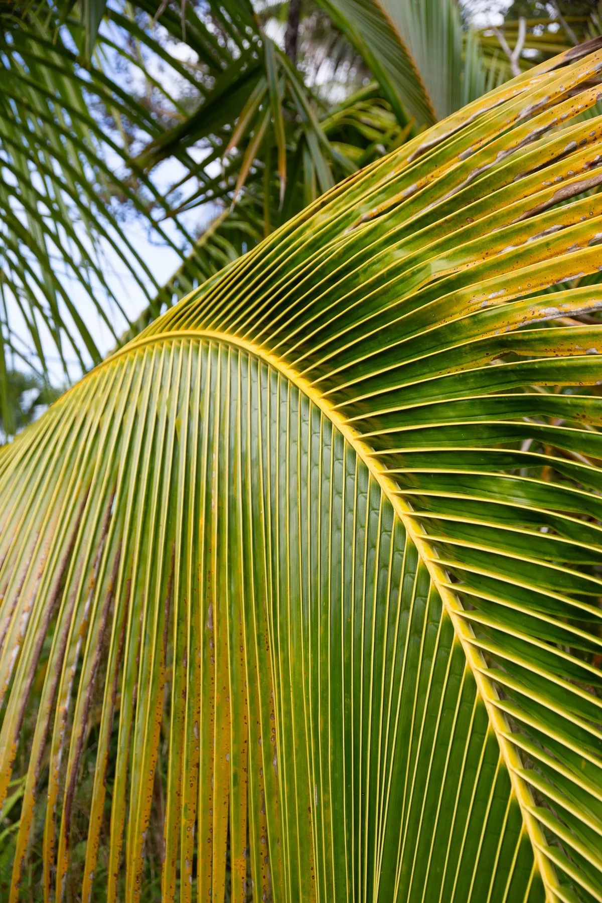 Palm Reading