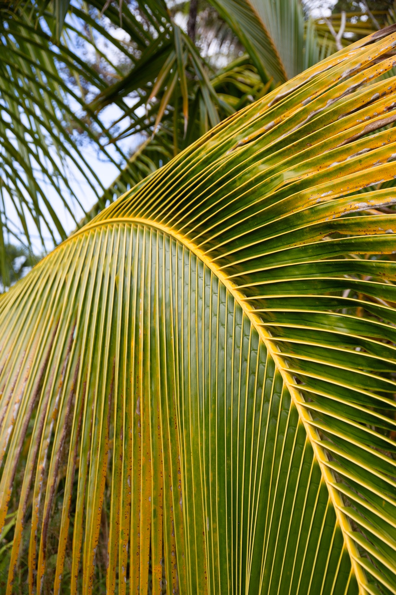 Palm Reading