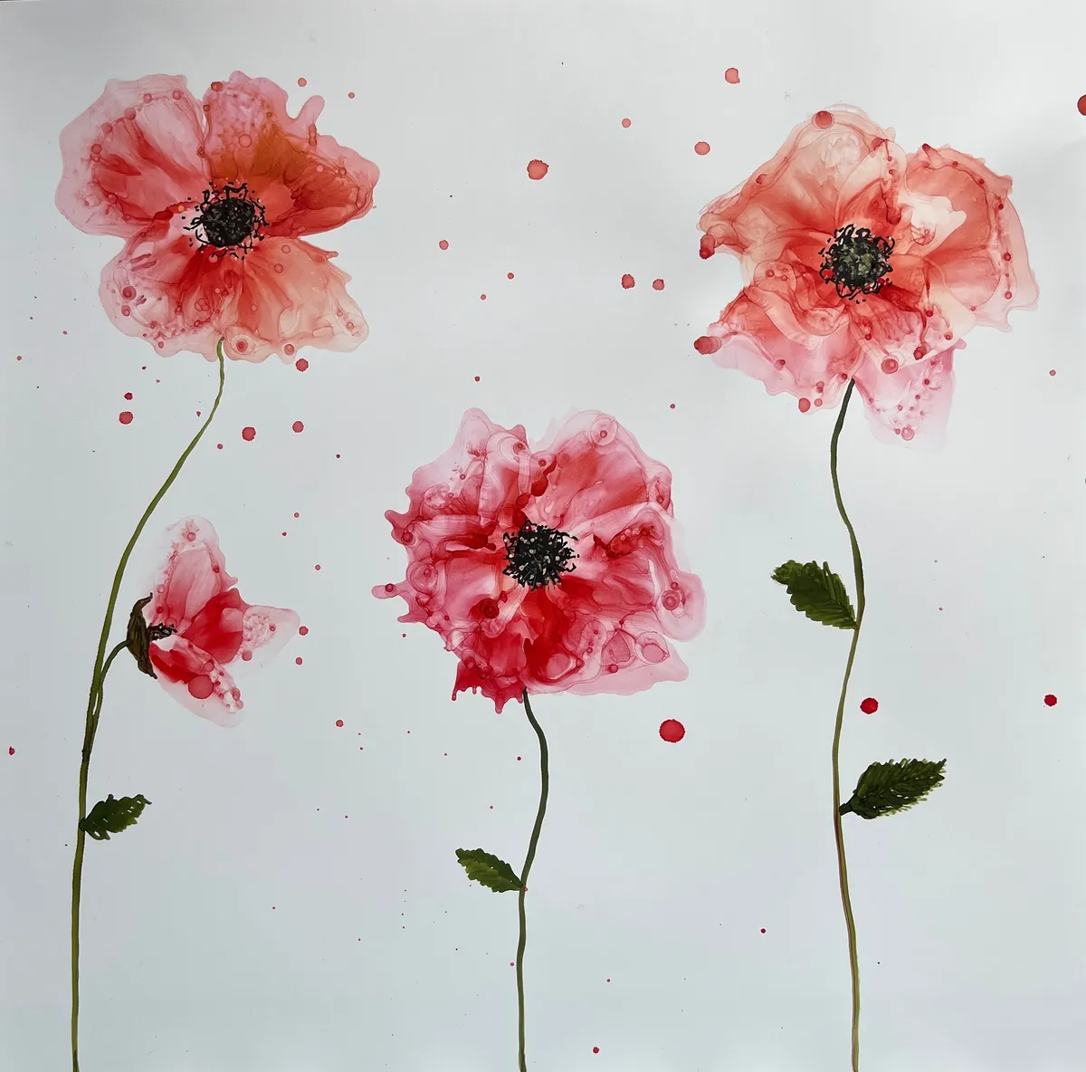 Poppies