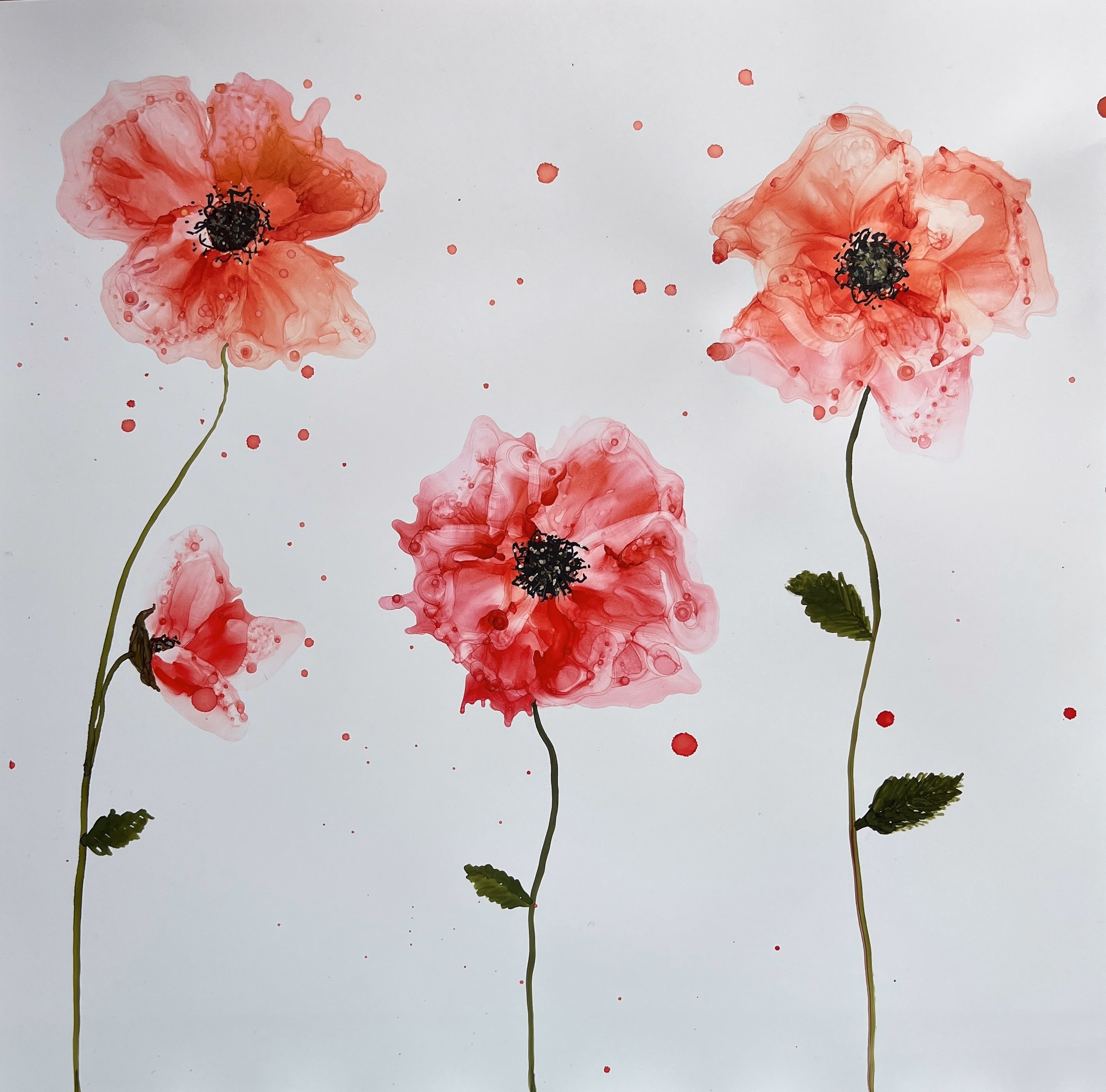 Poppies