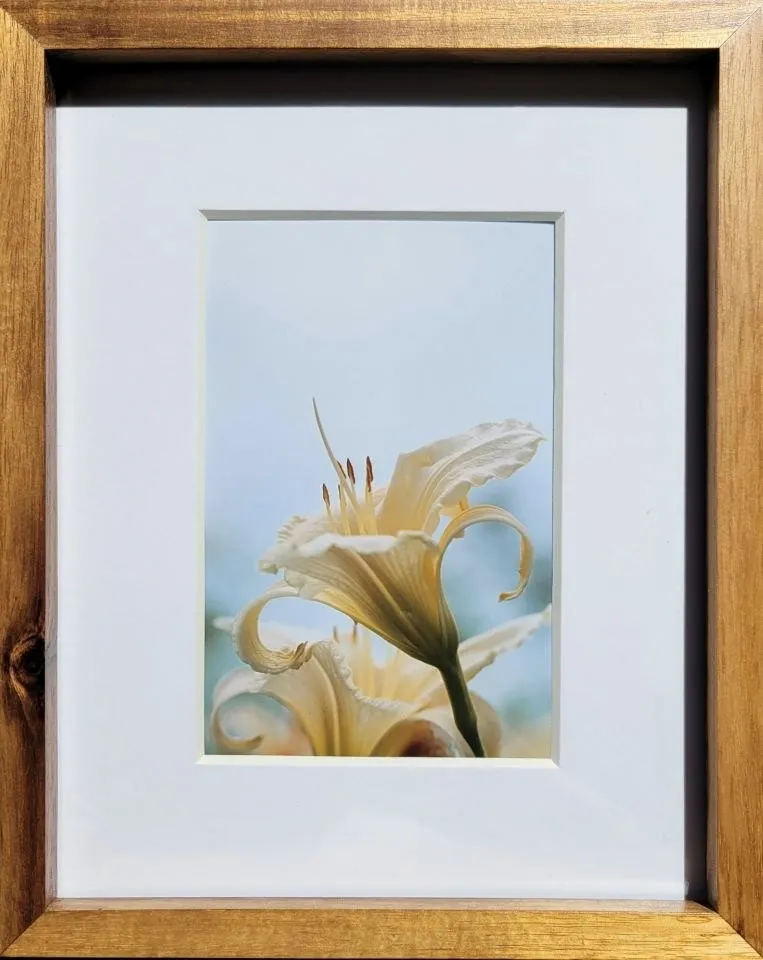 Day Lily