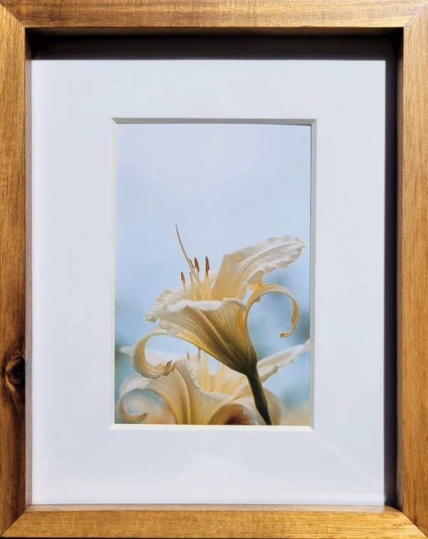 Day Lily