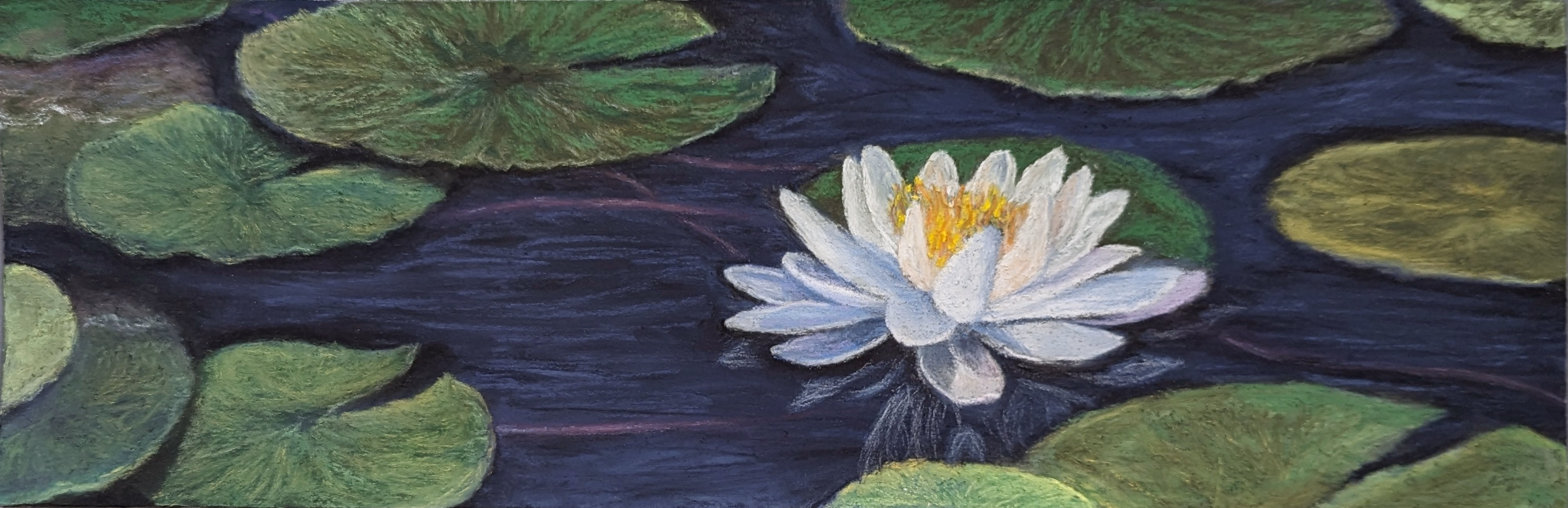 My Fair Lily