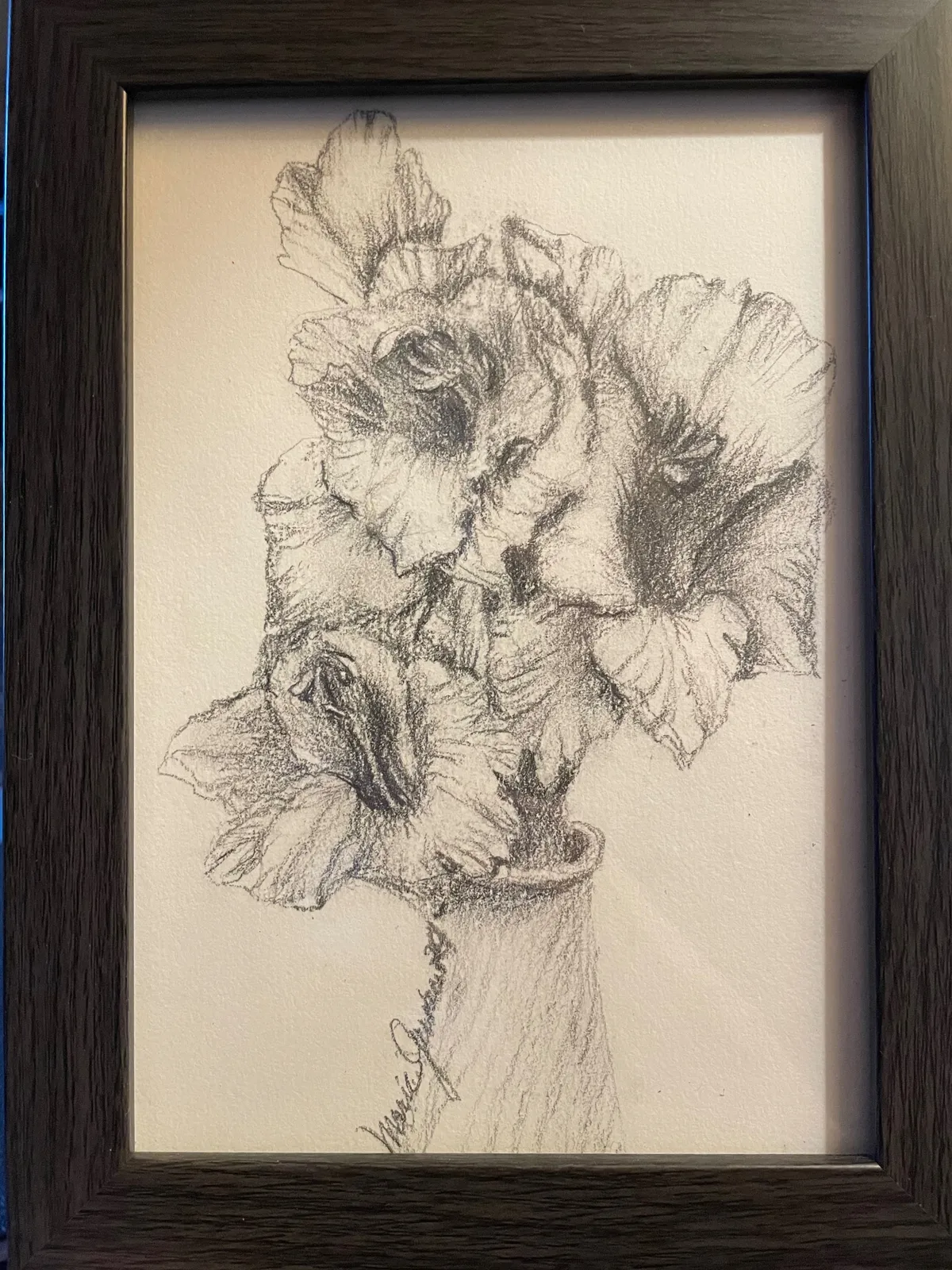 Gladiolus