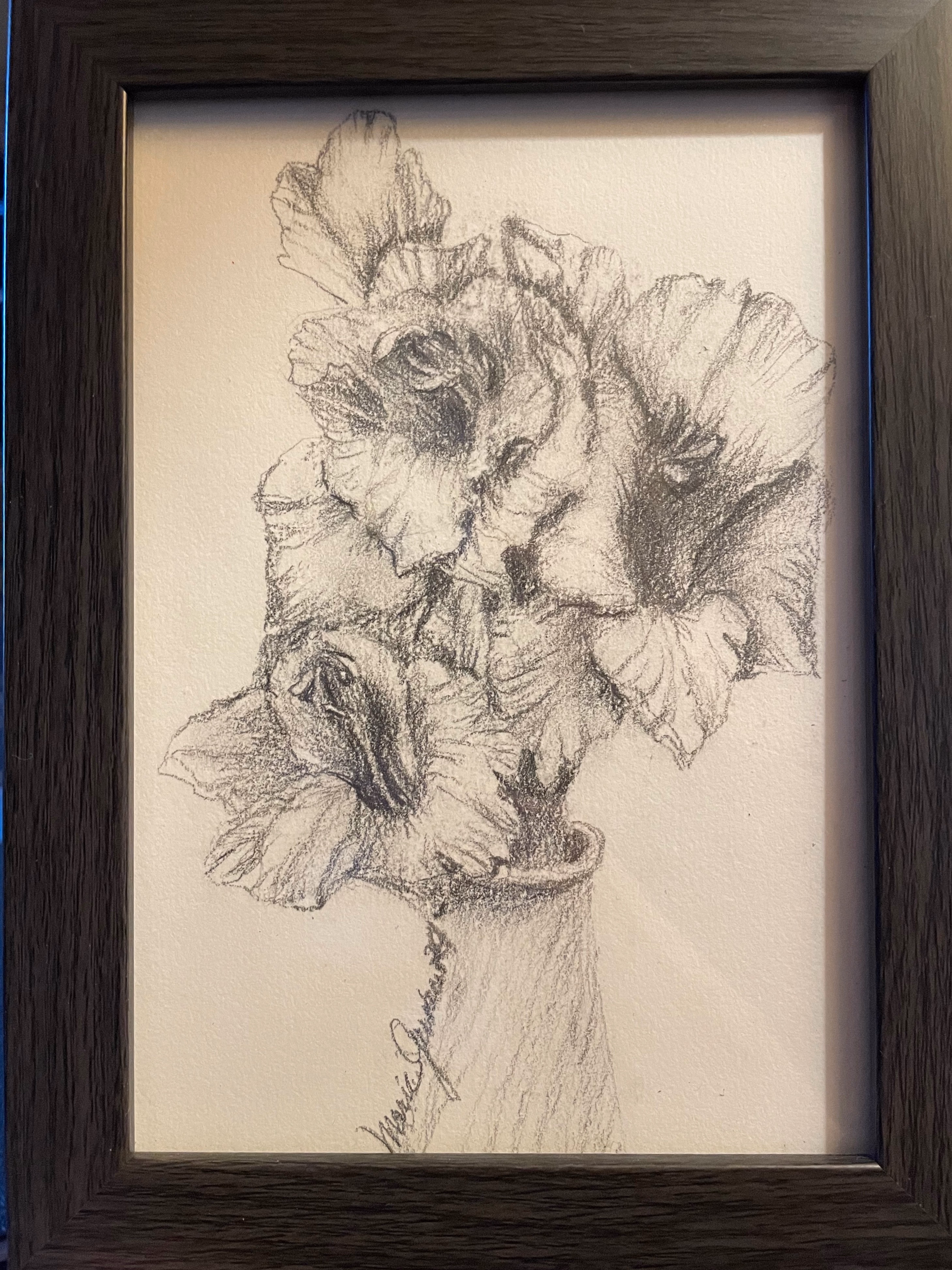 Gladiolus