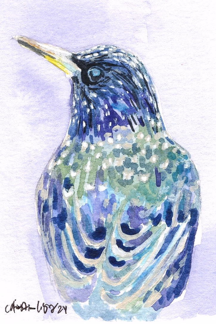 Starling