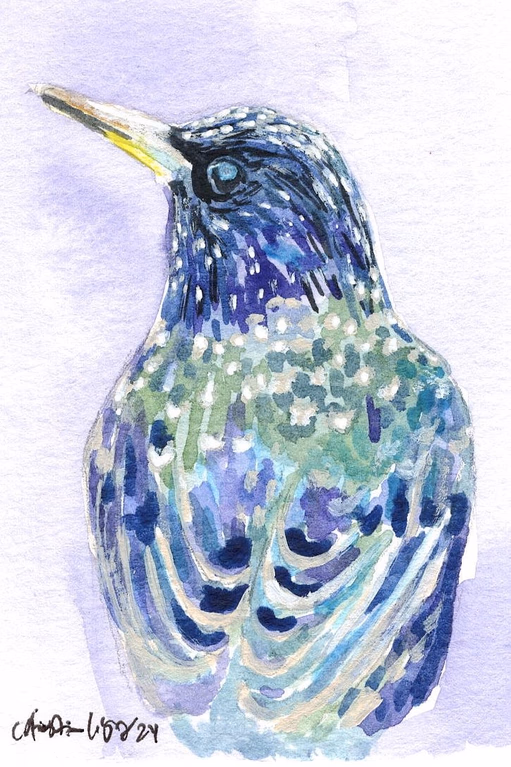Starling