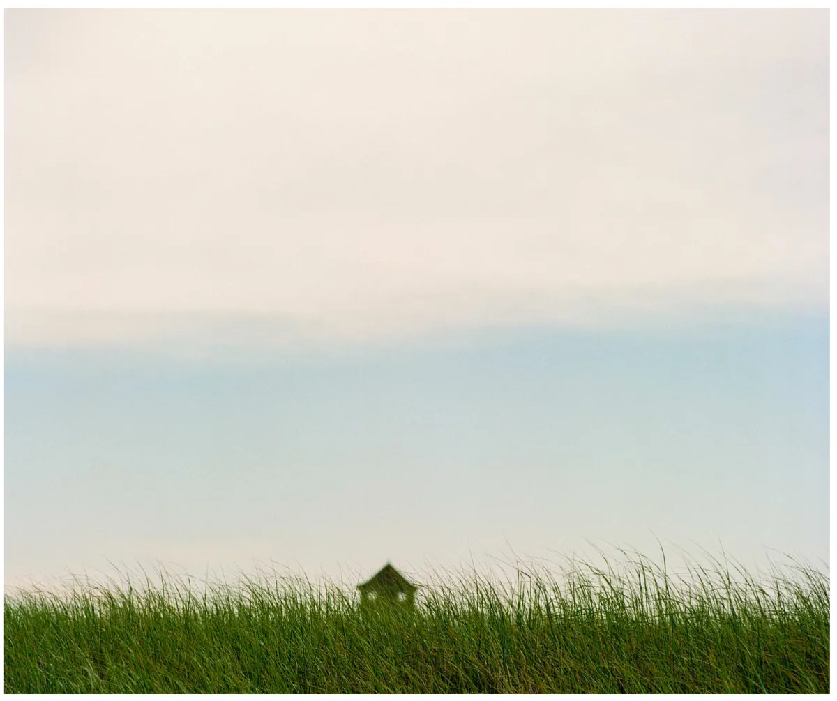 Tall grass, Cape Cod