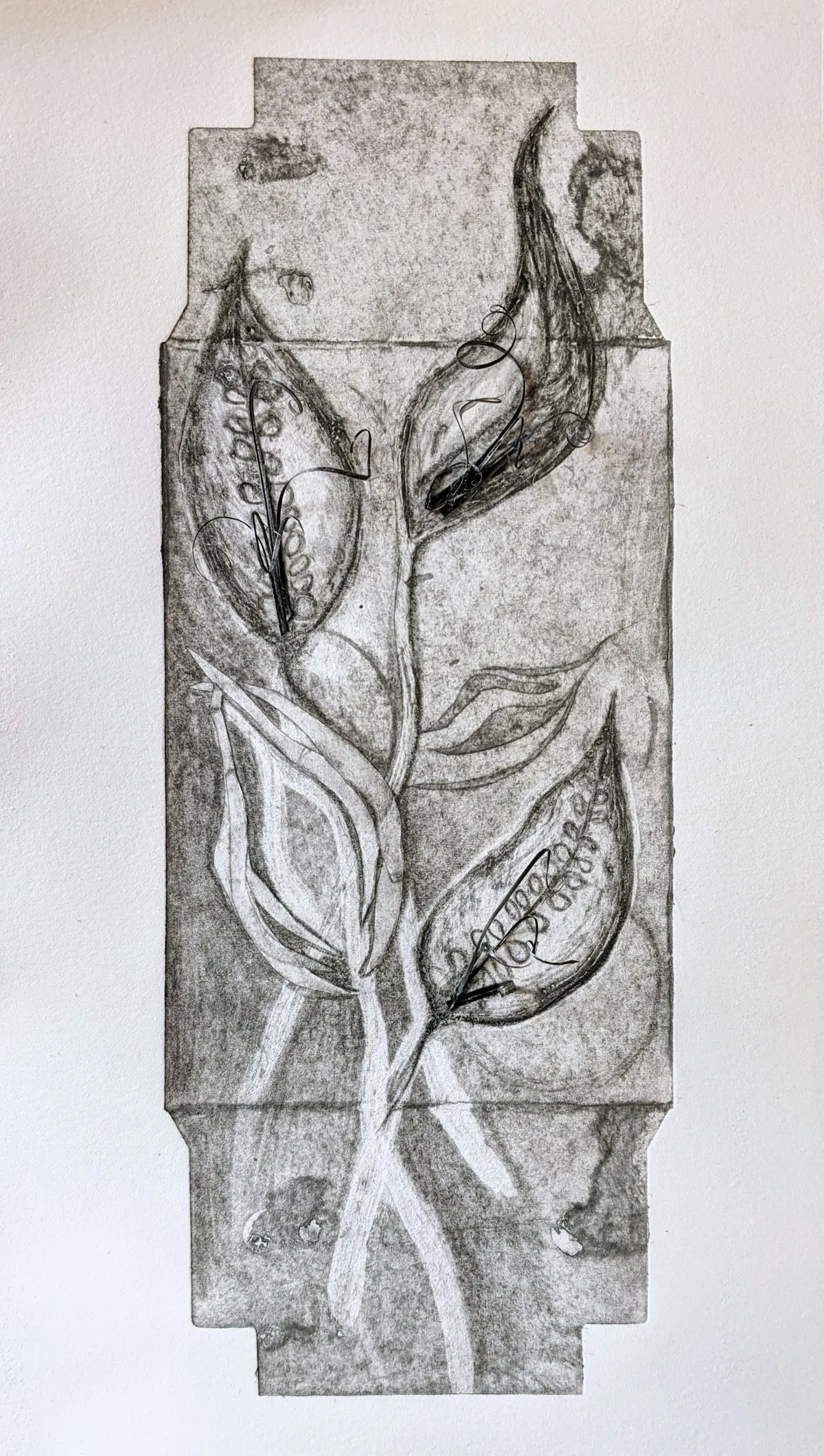 Milkweed Rising