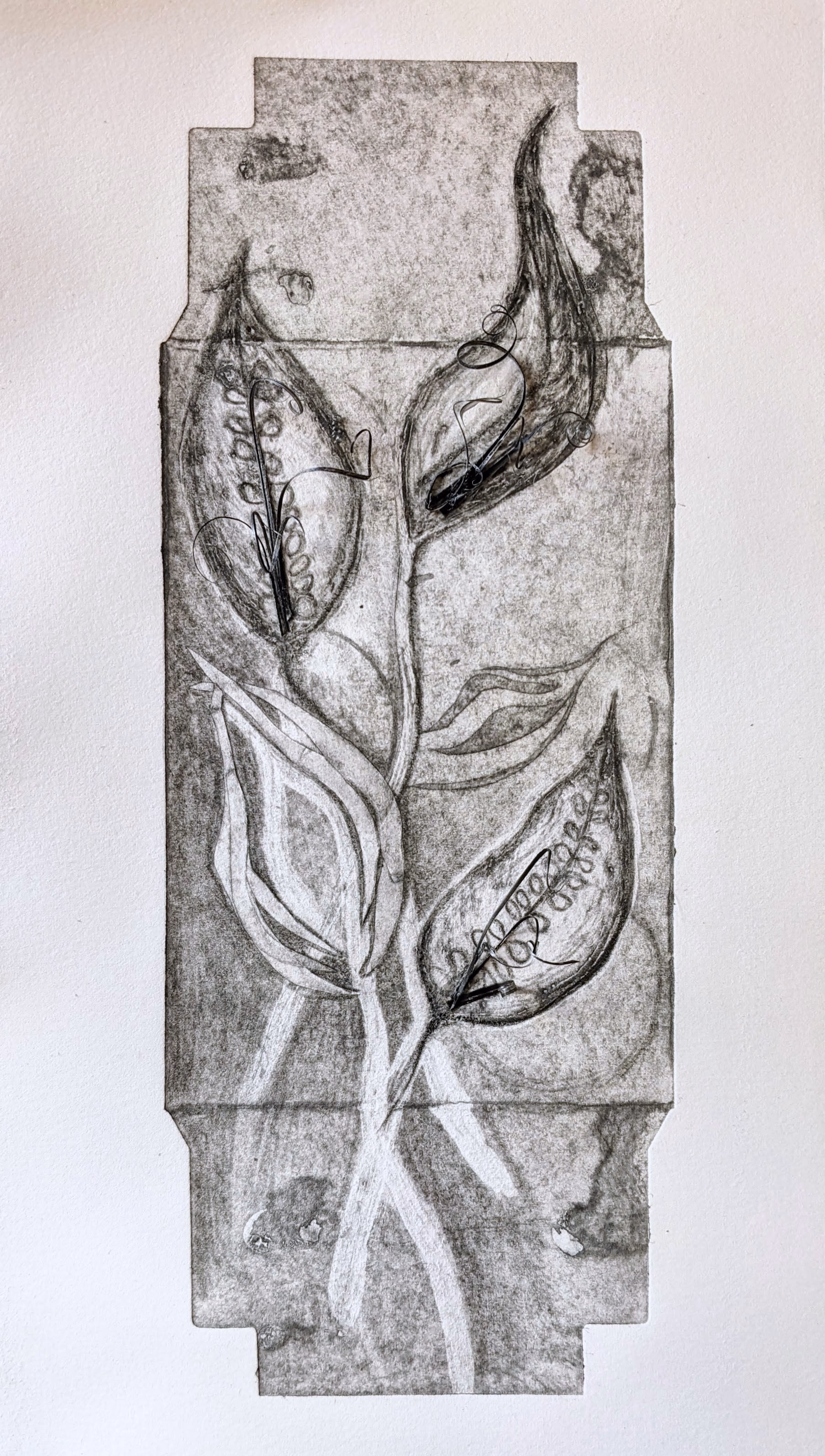Milkweed Rising